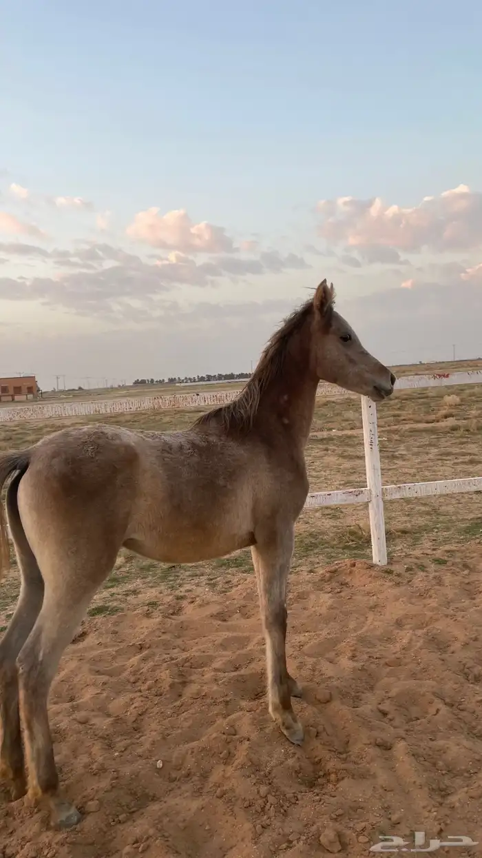 مهرة واهو بنت نصر الشقب 0