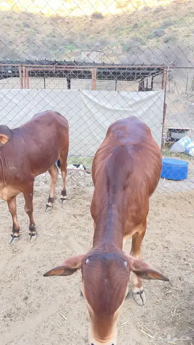 حسلان فل شحم 2