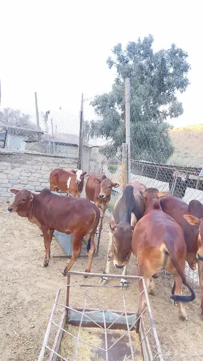 حسلان فل شحم 1
