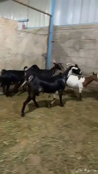 4 معزى 1