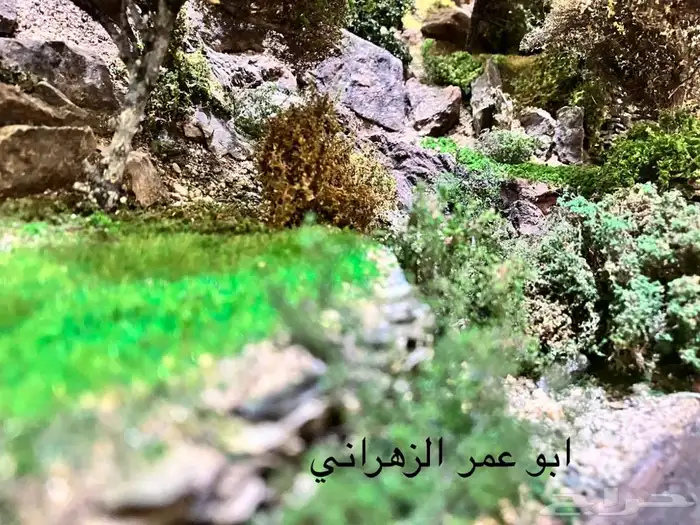 مجسم احترافي لطبيعة الباحة مع مرسدس بوز 6