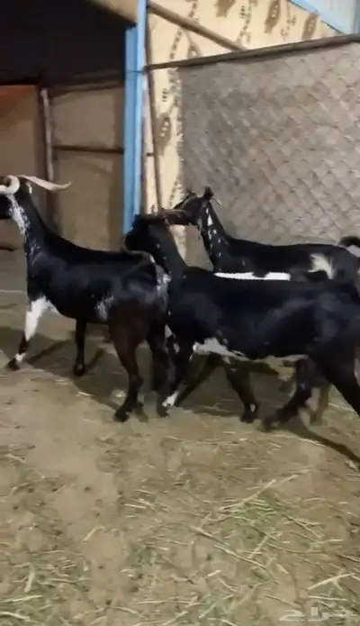 4 معزى 0