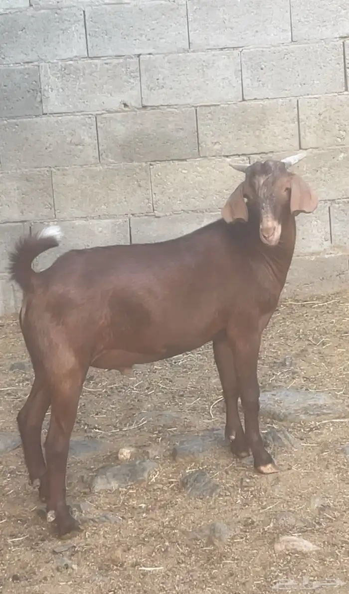 تيس كلهاري ادهم ( تم البيع ) 4