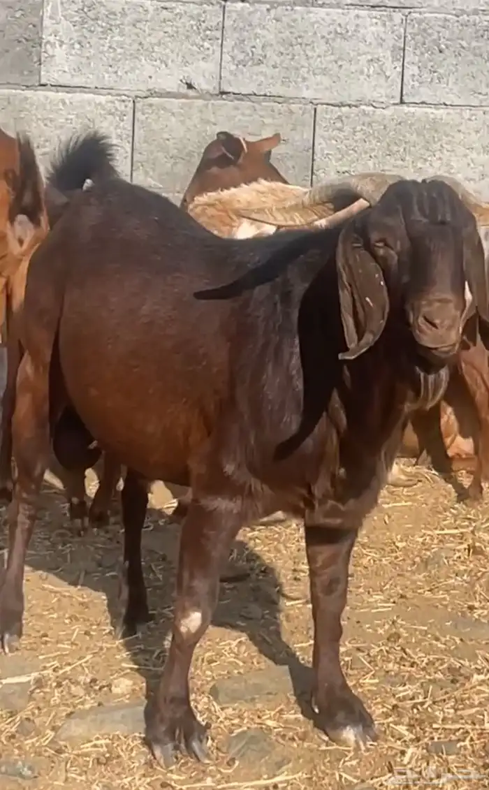 تيس كلهاري ادهم ( تم البيع ) 5