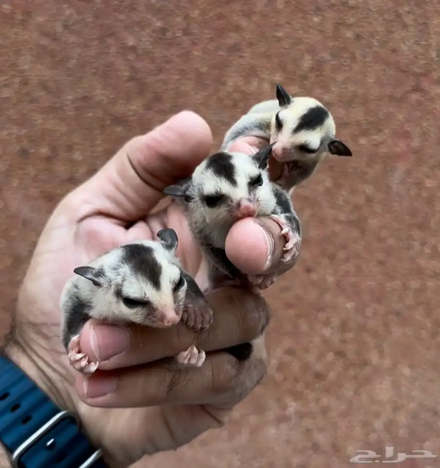 سنجاب وايت فيس سبلت كرمينو .. شوقر قلايدر 0