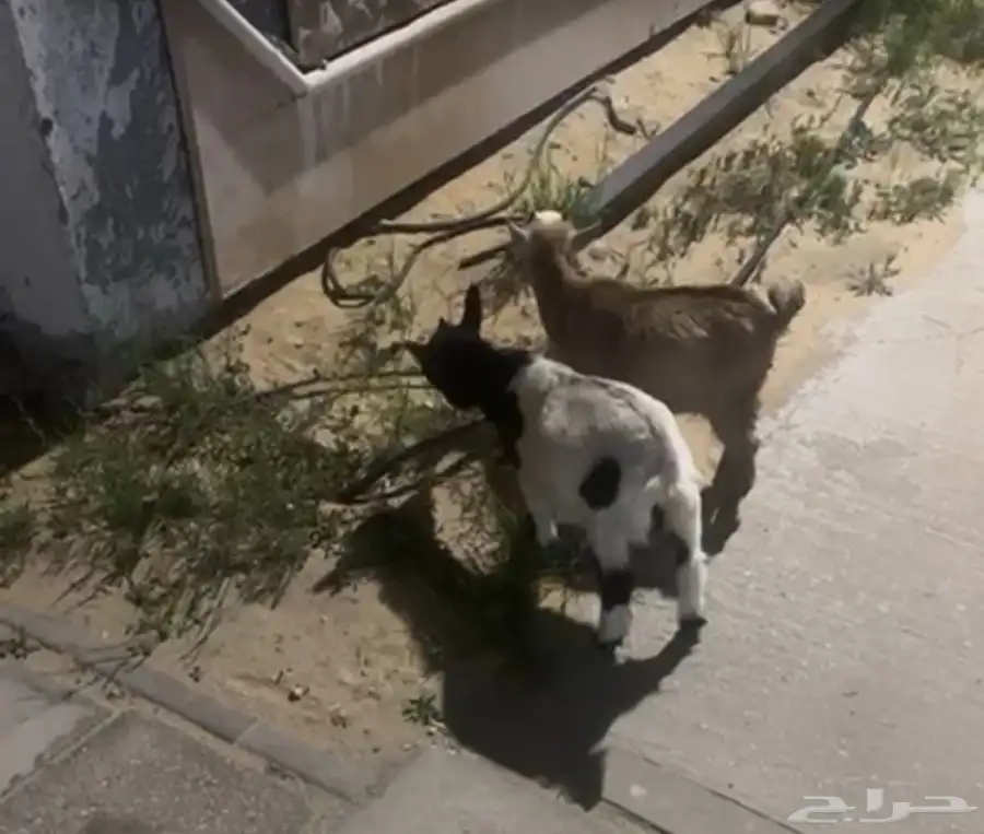 ماعز قزمه 2