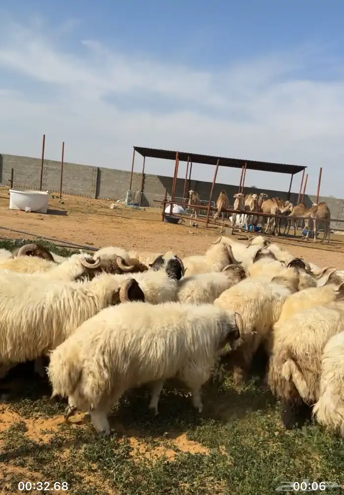 جذعان نعيم 2