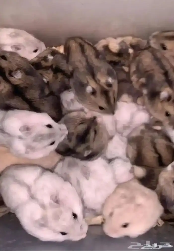 هامستر ونتر وايت للبيع أزواج حوامل 0