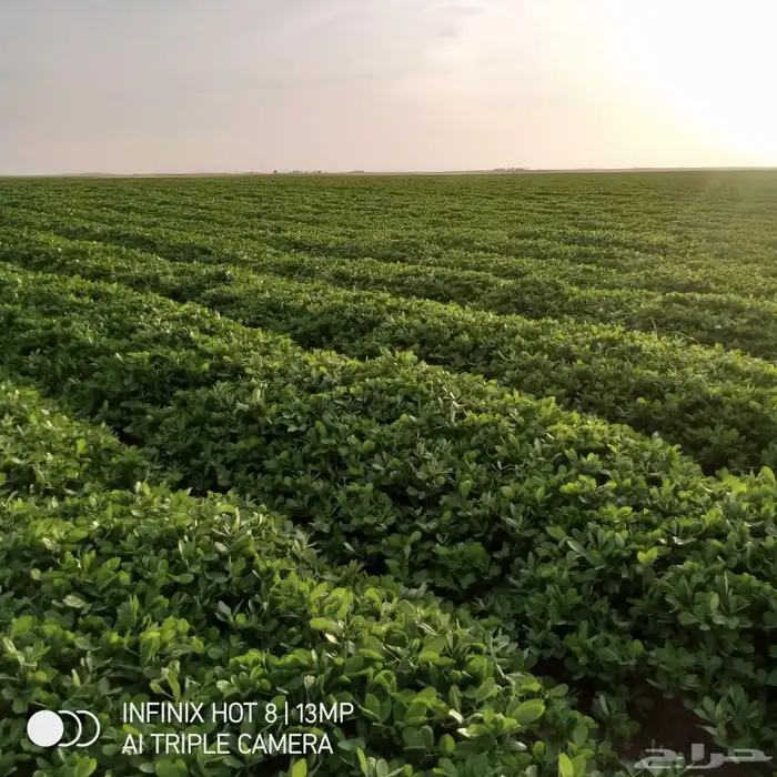 يحي المعلمي تقاطع الستين 29