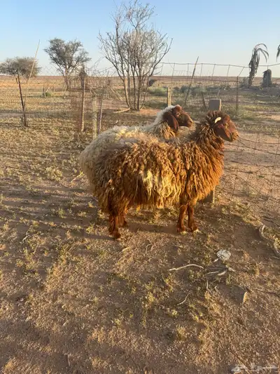 جذعتين نعيم 0