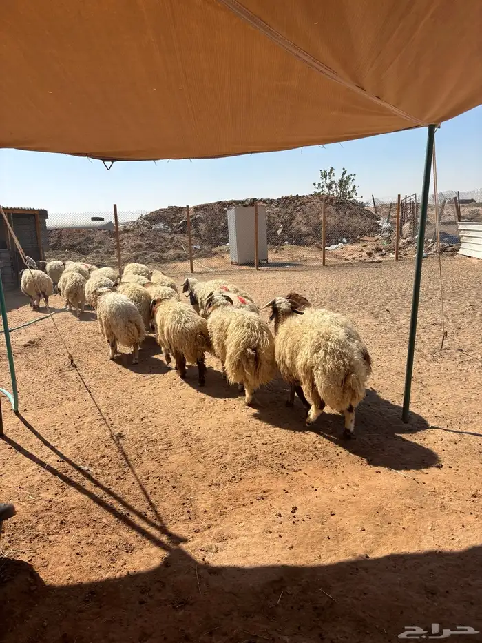 ذبائح نعيمي ذبايح حري ذبح وتوصيل 4