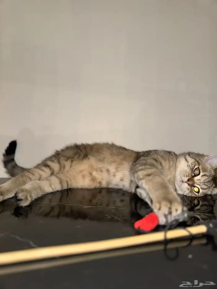 سكوتش سترت مستوى جميل تم البيع خارج الموقع 3