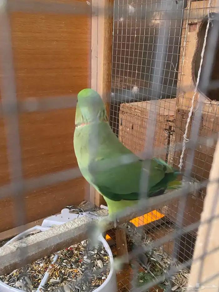 زوج دره للبيع او البدل 5