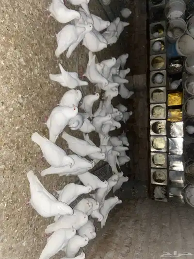 حمام فرنسي 2