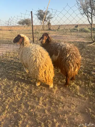 جذعتين نعيم 1