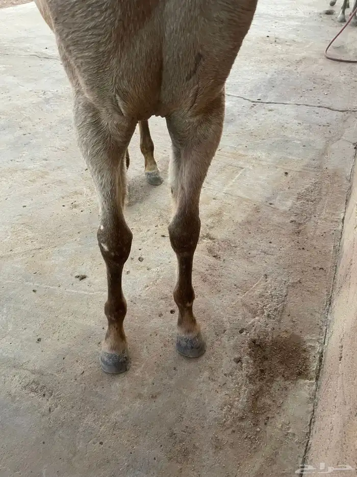 مهرة واهو بنت نصر الشقب 1