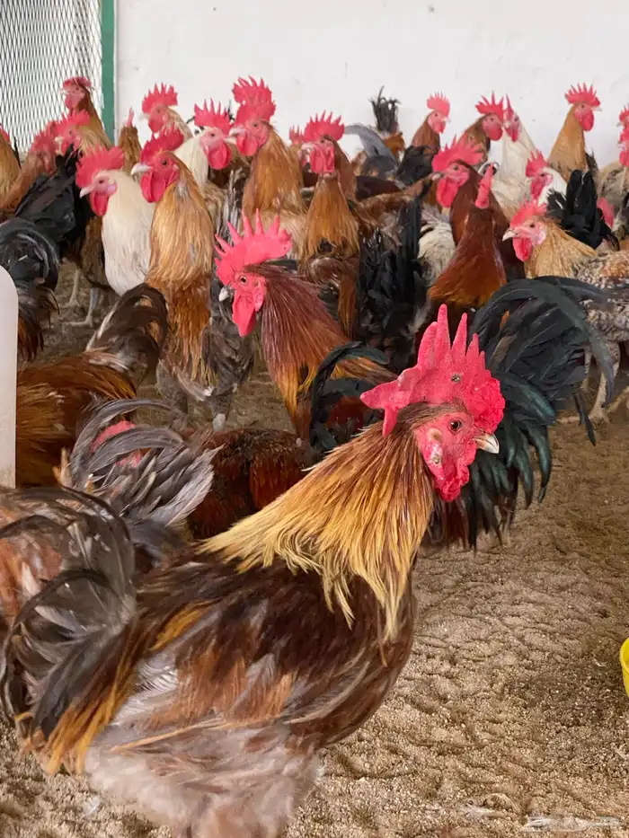 طيور بيت الزاجل حفر الباطن 38