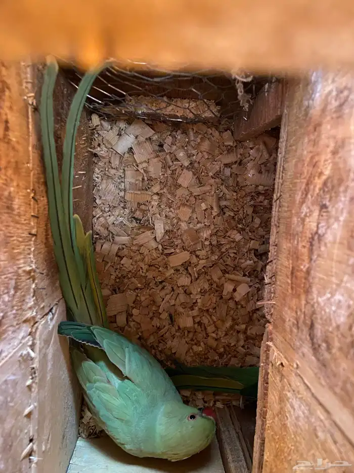 زوج دره للبيع او البدل 1