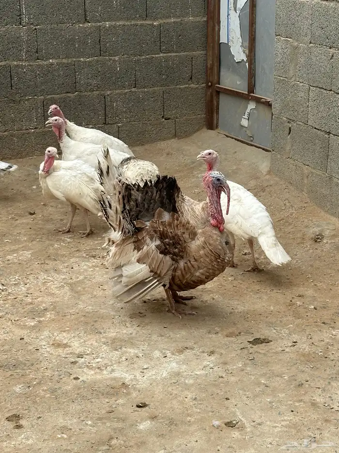 دجاج رومي 0