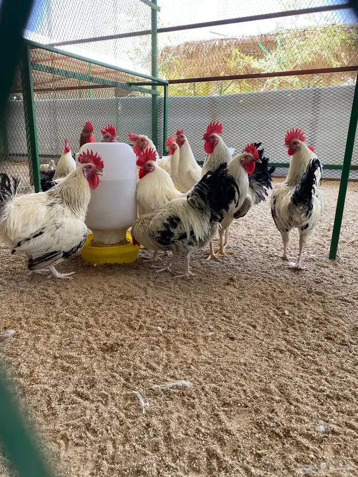 طيور بيت الزاجل حفر الباطن 41