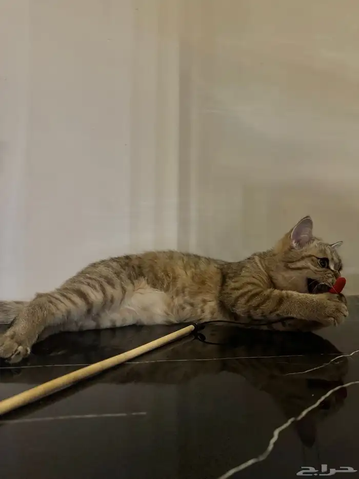 سكوتش سترت مستوى جميل تم البيع خارج الموقع 0