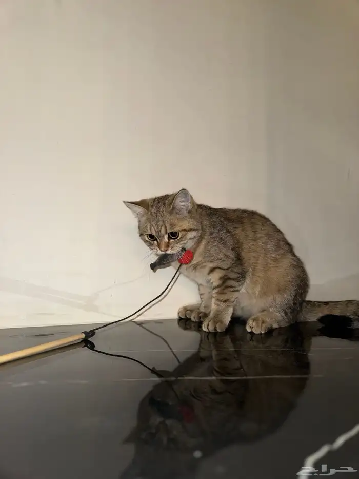 سكوتش سترت مستوى جميل تم البيع خارج الموقع 4