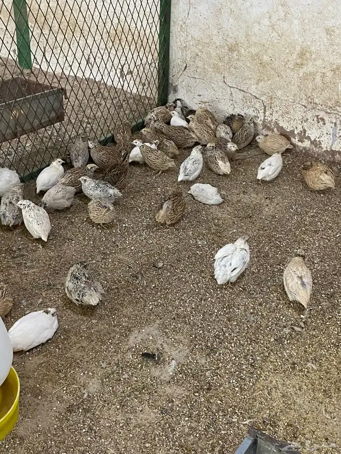 طيور بيت الزاجل حفر الباطن 17