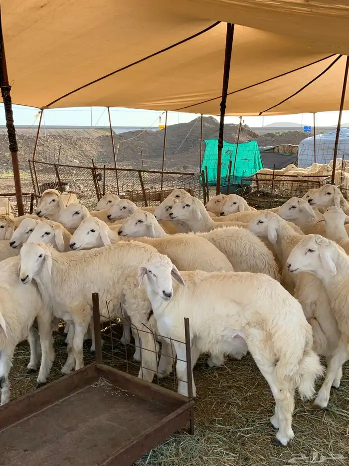حري ذبايح مناسبات ذبائح ثلاجه يوجد صلخ وتوصيل. 1