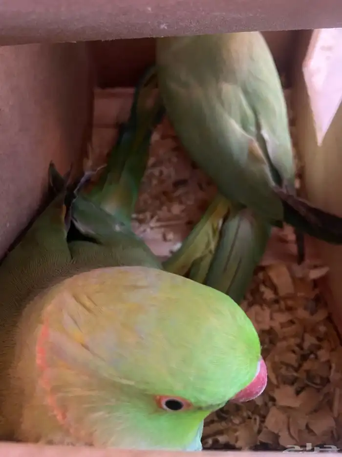 زوج دره للبيع او البدل 0