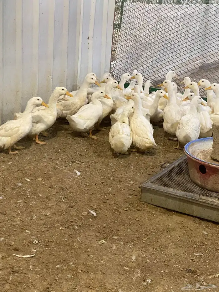 طيور بيت الزاجل حفر الباطن 29