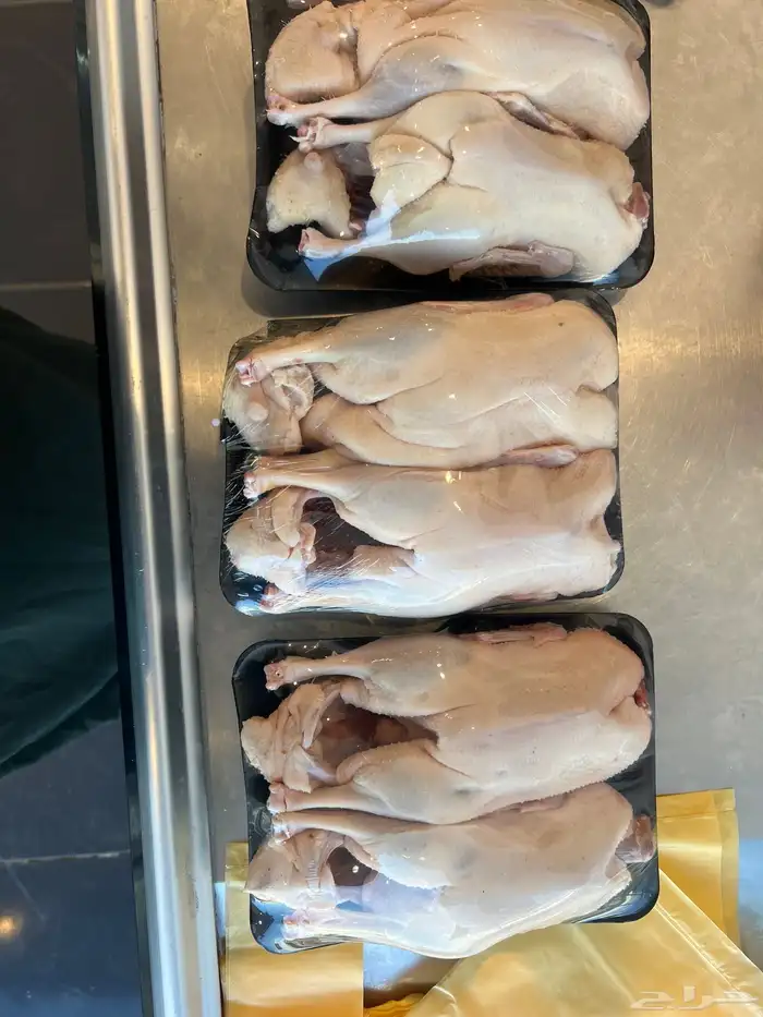 بط بكيني 1