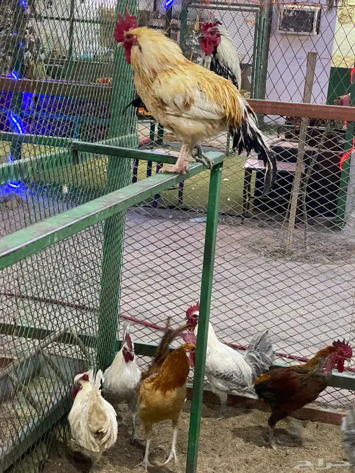 طيور بيت الزاجل حفر الباطن 34