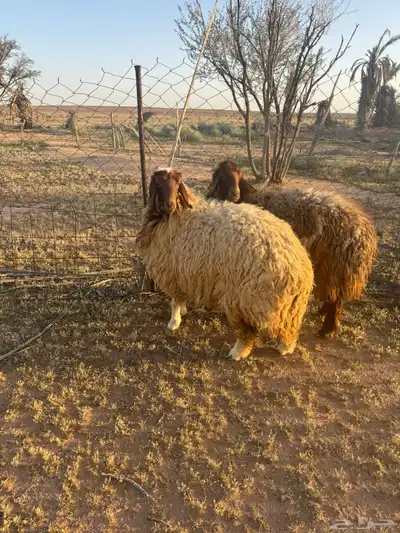 جذعتين نعيم 2
