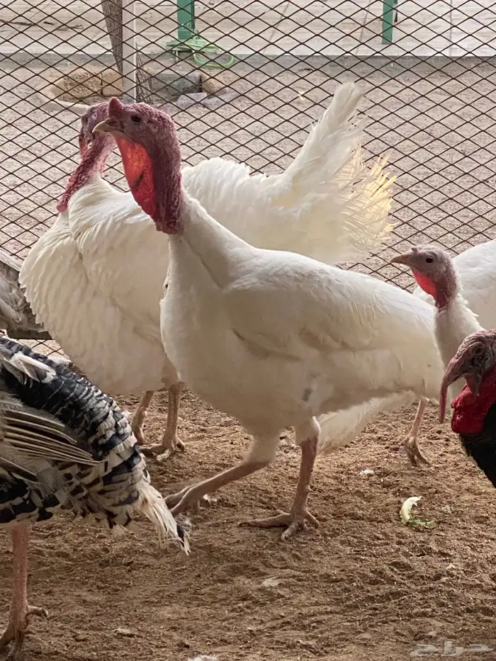 طيور بيت الزاجل حفر الباطن 12