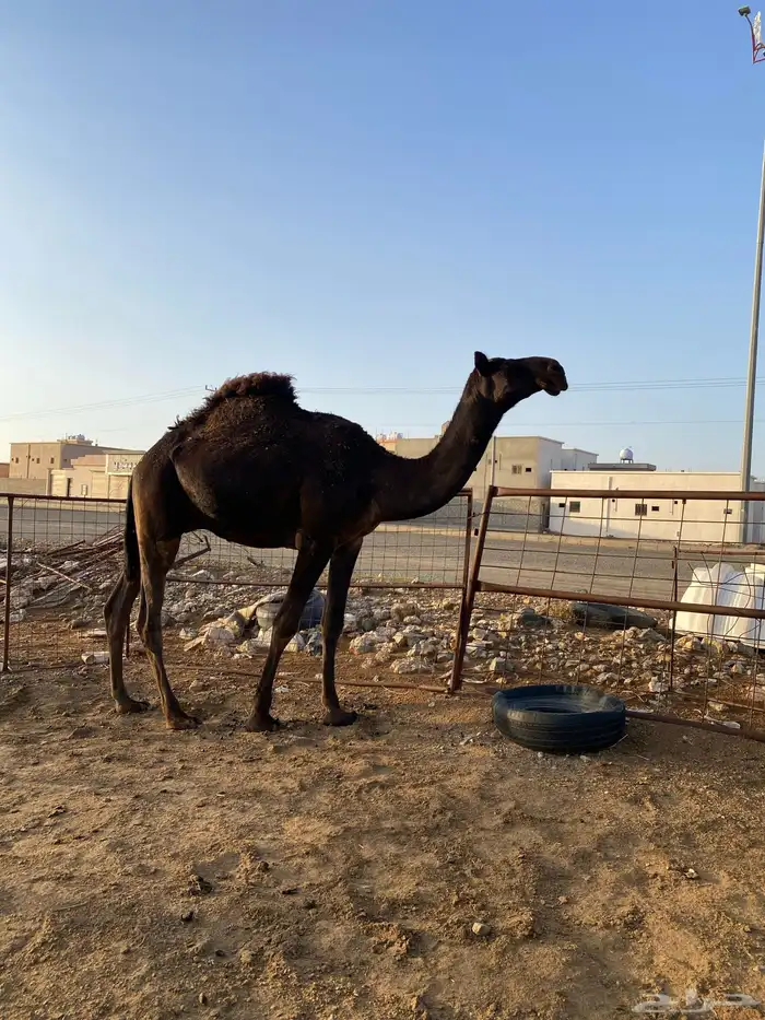 قعود املح مري كفو على الشرط 1