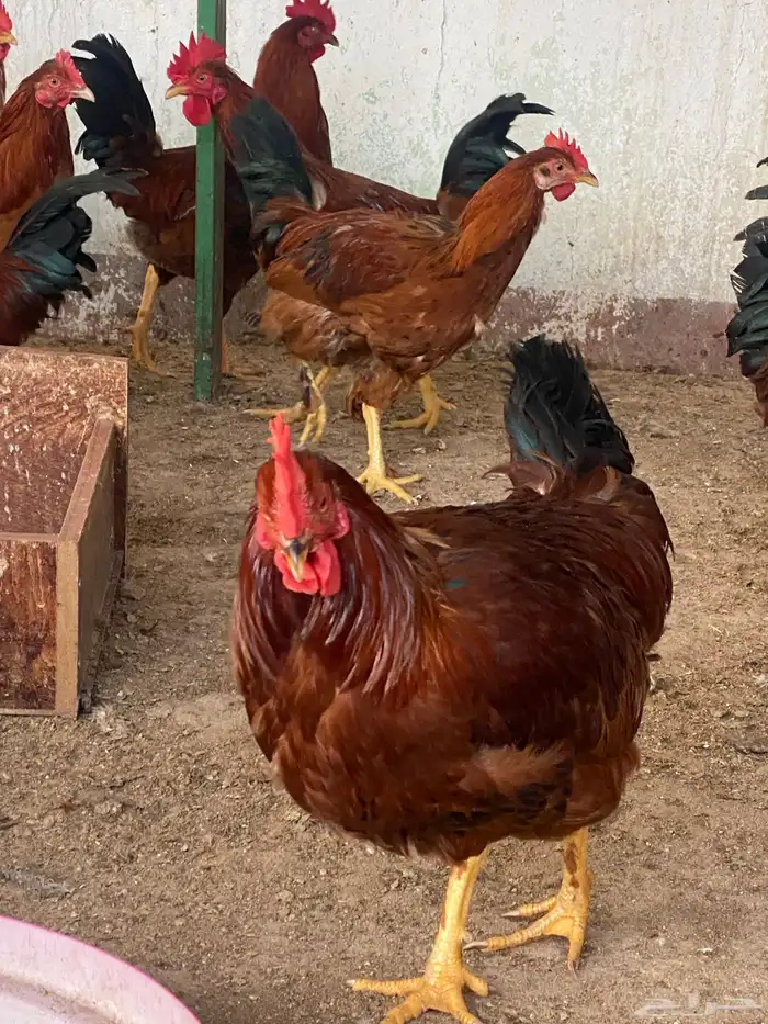 طيور بيت الزاجل حفر الباطن 2