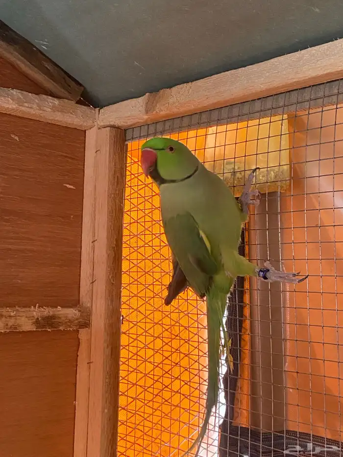 زوج دره للبيع او البدل 3