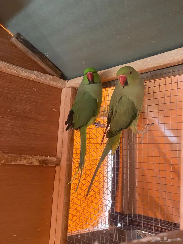 زوج دره للبيع او البدل 4