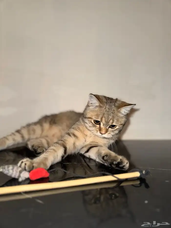 سكوتش سترت مستوى جميل تم البيع خارج الموقع 2