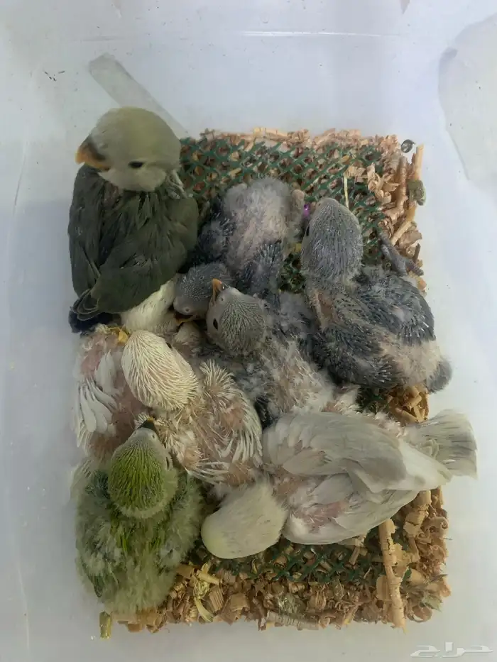 8 فروخ روز ( تم البيع ) 0