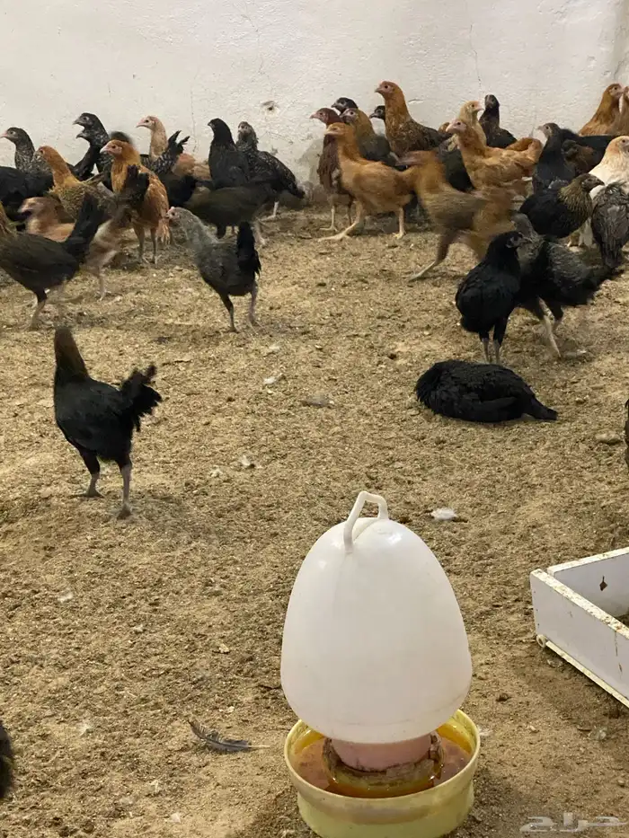 طيور بيت الزاجل حفر الباطن 32