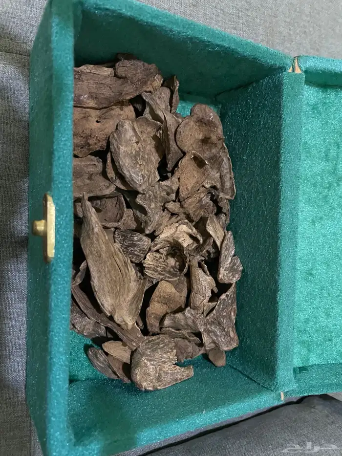 عود سيلاني غابة آدم 0