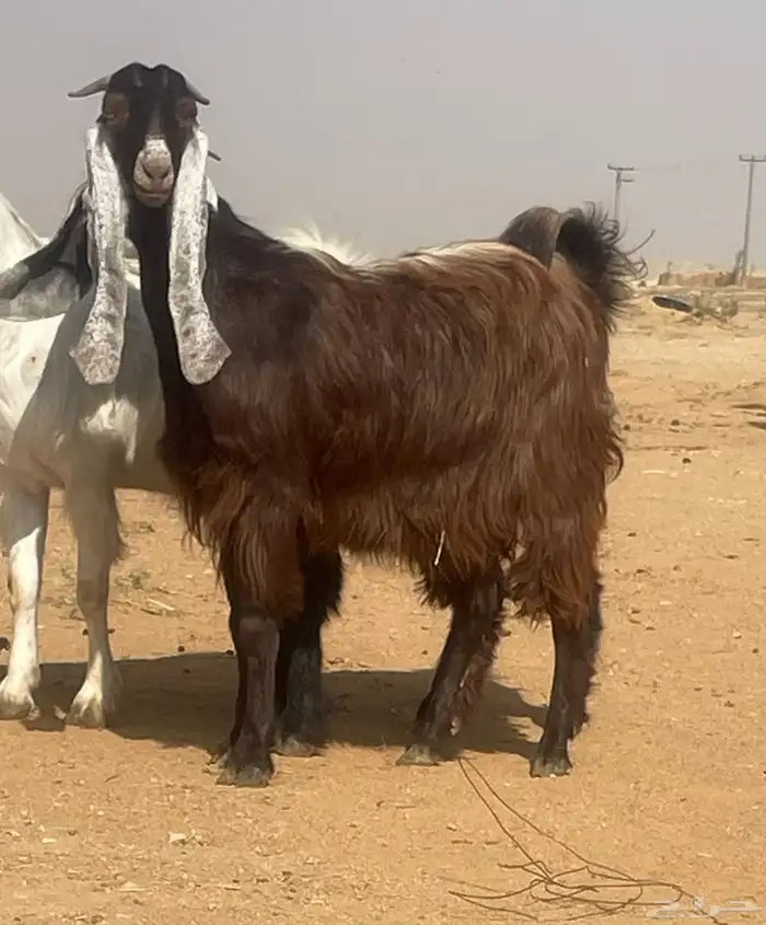 معزا عوارض دفيع 0