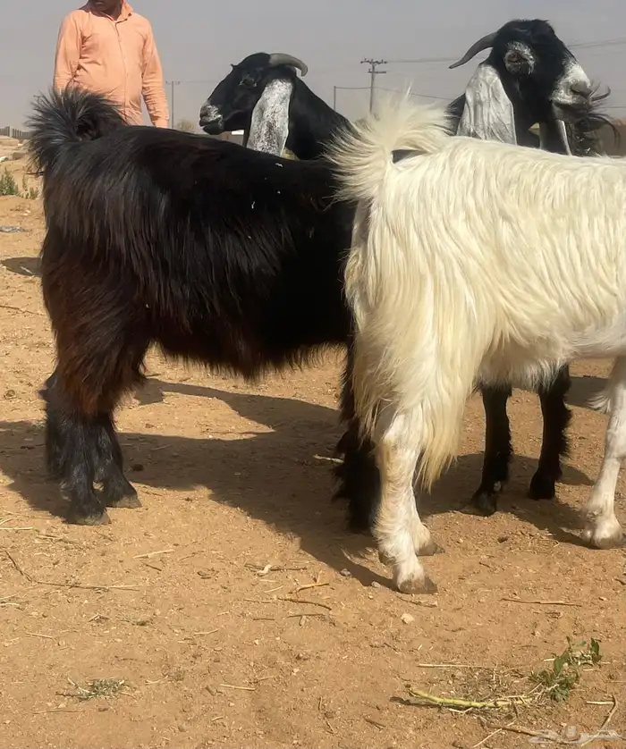 معزا عوارض دفيع 1