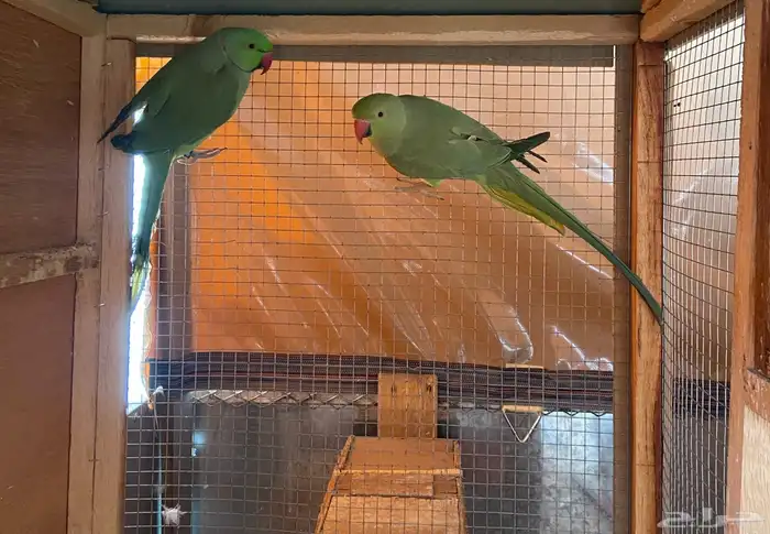 زوج دره للبيع او البدل 6