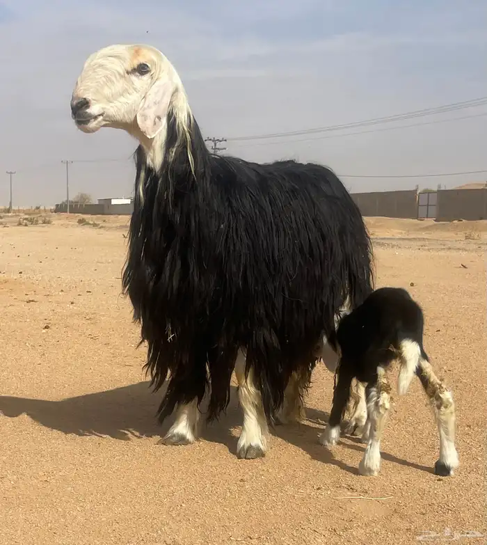 شاه نجديه خصم 0