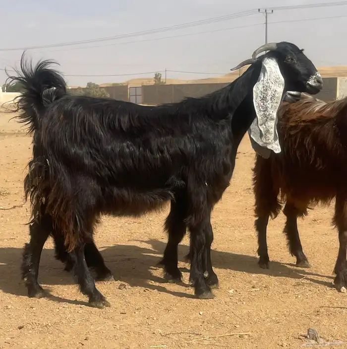 معزا عوارض دفيع 2