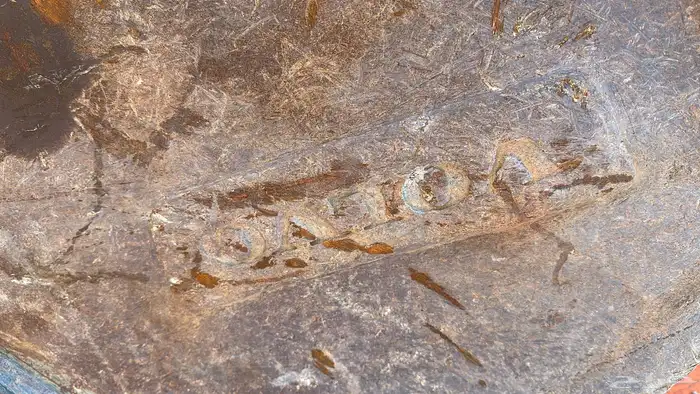 بكت بكلين كبير ودقاق مقاس 40 1