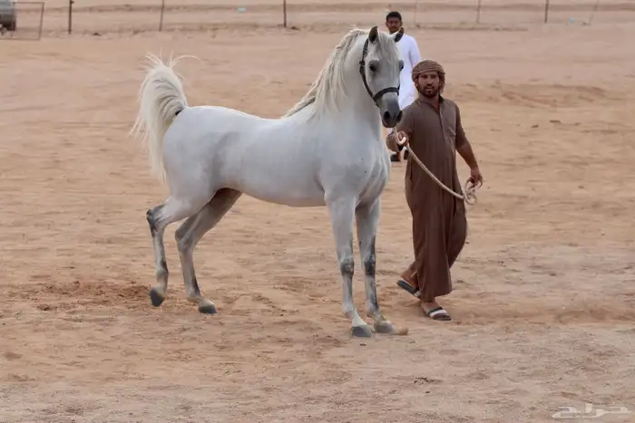 مهرة واهو بنت نصر الشقب 3