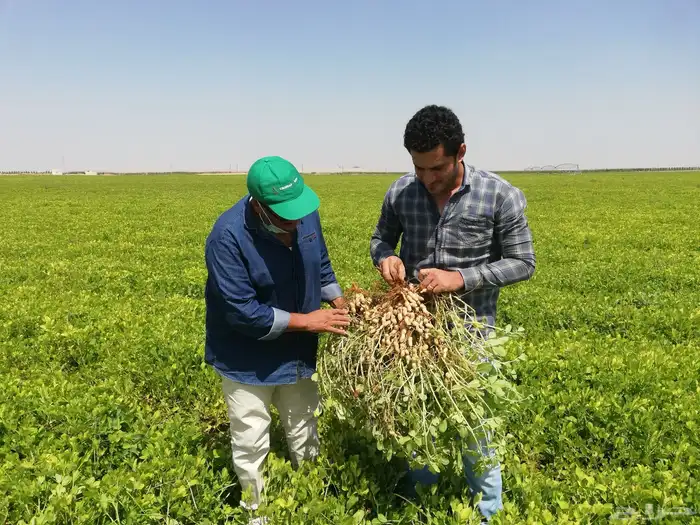 يحي المعلمي تقاطع الستين 39